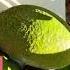 May 27 2025 AVOCADO SIZES COMPARISON GROWING IN PASO ROBLES Zone 9a