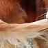 Weird Dogs Are The Real Comedians Funny Dog Videos 2025