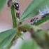 Mealybug Destroyer And Some Aphids On Slender Vetch