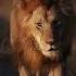 Small To Big Animals Transformation Beast Mode Before Vs After Animals Animaltransformation