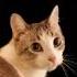 You Make Me Poco Loco Cat Shorts Music