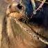 Kata Agaya Meri Jan Cow Eiduladha2023 Love Foryou Funny Comedyg Animals Comedy In A Good