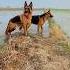 Royal Pose Song Coversong Music Viralvideo Germanshepherd