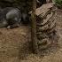 3 DAYS Solo Survival Primitive Fishing Bushcraft Shelter Camping BIG Boar