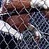FULL MATCH Hulk Hogan Vs Ric Flair WCW Title Barbed Wire Steel Cage Match WCW Uncensored 1999
