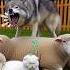 Lions Don T Eat Grass