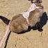 My Siamese Cat First Time At The Beach