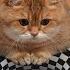 Hosico Cat Vs Indoor Sinkhole Can Cats See Optical Illusion