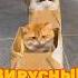 ВИРУСНЫЕ ВИДЕО безумные коты