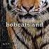 Can Tiger Purr Like A Cat
