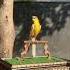 Canary Chirping Birds Canary Strange Bird Birdsounds
