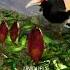 Indulge In KitKat Dark Borneo The Single Origin Break From Borneo