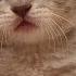 صوت قطة بسه جميله قطط كيوت The Sound Of Cats And Lovely Cats