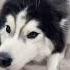 Funny Dog Screaming Husky