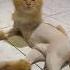 Shaved But Still Fabulous Cat Cats Catshorts