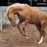 The Horse Is Dancing Жылқының биі Horse асау лошади кони ат Animals атбеги