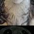 Gigachad CAT Gigachad Edit Sigma Viral