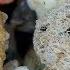 Sand Under The Microscope WSP Sample 0032 Lake Chelan Chelan County Washington State USA