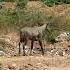 Rojda Nilgai Antelope Spotted Nilgai Rojda Youtube Ytshorts Youtubeshorts Youtubevideo