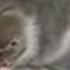 Cats Chasing Laser Pointers Compilation