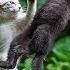 Cat Fight Sound Efect Make A Joke To Your Cat