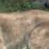 Cave Lion VS Cave Bear Who Would Win