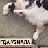 Ленивая гимнастика ленивой кошки кошка кот москва