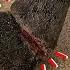Brutal Wound From A Packing Strap Antoine Can T Believe His Eyes