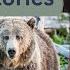 Ep 422 Montana Bear Stories With John Haviland
