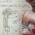 Bony Tissue Anatomy Of A Long Bone