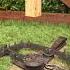 Grizzly Bear Trap In Action Shorts Trap Bear