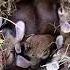 He Rescued Tiny Rabbits But NEVER Expected THIS Surprise Rescue Animals Shorts Love Bunny