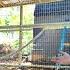 Building NEW MASSIVE Enclosure For Baby Mommas