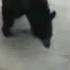 Cat Vs Bear TOP 5