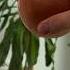 Rub An Onion Over Your Windows And WATCH WHAT HAPPENS Amazing