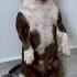 Требовательный американский булли Americanbully собака Ambully северныйкипр Pitbull Dog