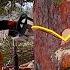 The Fastest And Cheapest Way To Remove Urban Trees