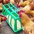 Best Chicken Feed Trough For Backyard Poultry Easy Efficient Diytools