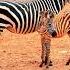 Tsetse Flies Can T See Zebras