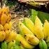 Harvest Lots Of Banana Goes To Countryside Market Sell Harvesting 500kg Of Mango