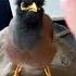 Common Mynah Communicate Homegrown Indian Myna Cheerping