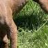 We Knew It Was Parvo Stray Rescue Of St Louis