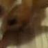Корги играет Corgi Playing Welsh Corgi Pembroke