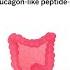 Role Of GLP 1 Receptor Agonists For Weight Loss