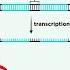 CRISPR Cas9 Genome Editing Technology