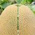 Melonfruits Mzb