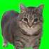 Oiia Oiiai Spinning Cat Meme Oiiaoiia Oiia