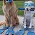 My Dogs Cleaned The Pool With Beatbotglobal