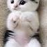 Tatlı Kedi Cats Müzik Kedi Tiktok Dans şarkı Doglove Funny Petsrule Cute