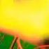 Human Nerve Cells Function Of Nerve Cells Shorts Nervecell